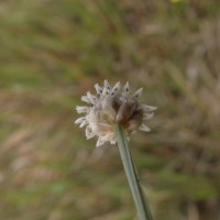 Eriocaulon ceylanicum Körn.